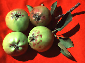 San Jose scale (SJS)  New England Tree Fruit Management Guide